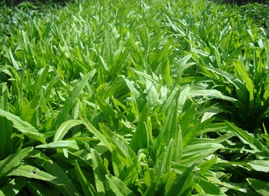 油麦菜